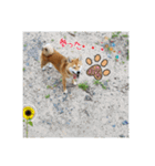 柴犬ハルNo.2（個別スタンプ：26）