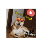 柴犬ハルNo.2（個別スタンプ：27）