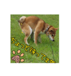 柴犬ハルNo.2（個別スタンプ：28）