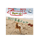 柴犬ハルNo.2（個別スタンプ：29）