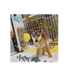柴犬ハルNo.2（個別スタンプ：30）