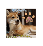 柴犬ハルNo.2（個別スタンプ：31）