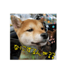 柴犬ハルNo.2（個別スタンプ：33）