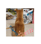 柴犬ハルNo.2（個別スタンプ：34）