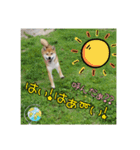 柴犬ハルNo.2（個別スタンプ：35）