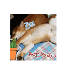 柴犬ハルNo.2（個別スタンプ：36）