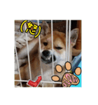 柴犬ハルNo.2（個別スタンプ：37）