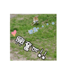 柴犬ハルNo.2（個別スタンプ：39）