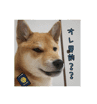 柴犬ハルNo.2（個別スタンプ：40）