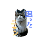 マイペットアイス（個別スタンプ：2）