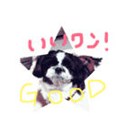 マイペットアイス（個別スタンプ：3）