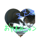マイペットアイス（個別スタンプ：4）