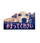 愛され小町（個別スタンプ：7）