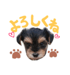 らぶ息子♡♡（個別スタンプ：16）