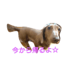ダックスフント マーブルの日常スタンプ（個別スタンプ：13）