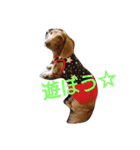 ダックスフント マーブルの日常スタンプ（個別スタンプ：14）