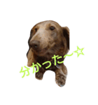 ダックスフント マーブルの日常スタンプ（個別スタンプ：18）