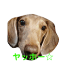 ダックスフント マーブルの日常スタンプ（個別スタンプ：22）