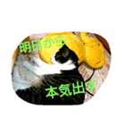 ななちょこみるく（個別スタンプ：7）