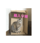 じゅりにゃんこ（個別スタンプ：14）