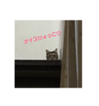 じゅりにゃんこ（個別スタンプ：15）