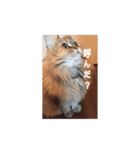猫写真スタンプ(ルルとモカ)（個別スタンプ：2）