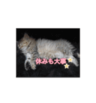 猫写真スタンプ(ルルとモカ)（個別スタンプ：4）
