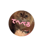 猫写真スタンプ(ルルとモカ)（個別スタンプ：6）