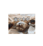 猫写真スタンプ(ルルとモカ)（個別スタンプ：9）