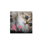 猫写真スタンプ(ルルとモカ)（個別スタンプ：10）