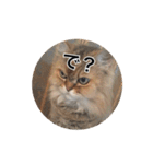 猫写真スタンプ(ルルとモカ)（個別スタンプ：11）