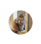猫写真スタンプ(ルルとモカ)（個別スタンプ：12）