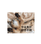 猫写真スタンプ(ルルとモカ)（個別スタンプ：13）