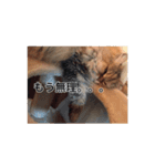 猫写真スタンプ(ルルとモカ)（個別スタンプ：14）