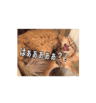 猫写真スタンプ(ルルとモカ)（個別スタンプ：15）