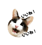 可愛い猫の一言返信スタンプ（個別スタンプ：1）
