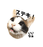 可愛い猫の一言返信スタンプ（個別スタンプ：2）