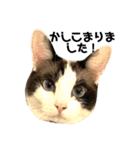 可愛い猫の一言返信スタンプ（個別スタンプ：3）