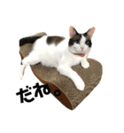 可愛い猫の一言返信スタンプ（個別スタンプ：4）