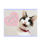 可愛い猫の一言返信スタンプ（個別スタンプ：5）