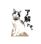 可愛い猫の一言返信スタンプ（個別スタンプ：7）