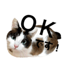 可愛い猫の一言返信スタンプ（個別スタンプ：8）