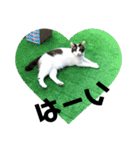 可愛い猫の一言返信スタンプ（個別スタンプ：9）