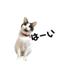 可愛い猫の一言返信スタンプ（個別スタンプ：10）