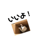 可愛い猫の一言返信スタンプ（個別スタンプ：11）
