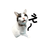 可愛い猫の一言返信スタンプ（個別スタンプ：12）