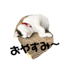 可愛い猫の一言返信スタンプ（個別スタンプ：13）