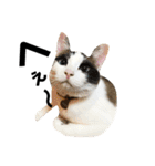 可愛い猫の一言返信スタンプ（個別スタンプ：14）