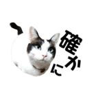 可愛い猫の一言返信スタンプ（個別スタンプ：15）