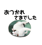 可愛い猫の一言返信スタンプ（個別スタンプ：16）